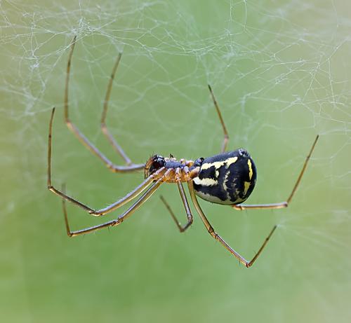 Réf. 305 423 : Neriene radiata