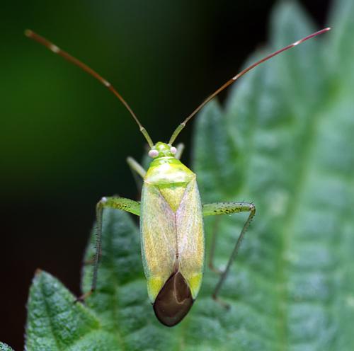 Adelphocoris quadripunctatus