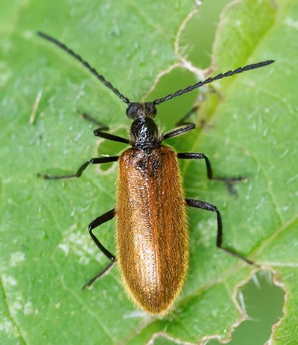Réf. 305 410 : Lagria hirta