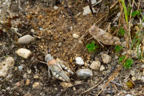 Réf. 305 530 : Oedipoda caerulescens caerulescens