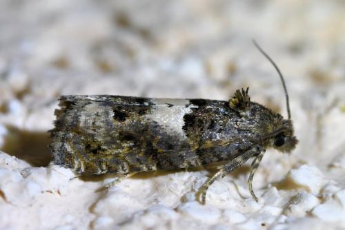 Epiblema sp.
