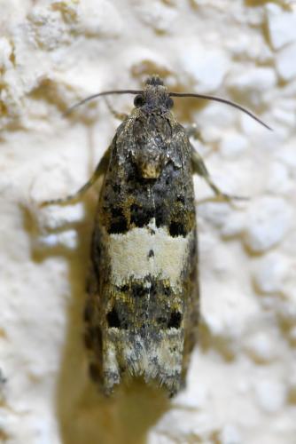 Epiblema sp.