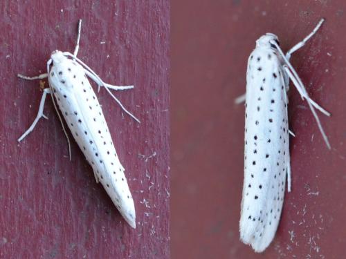 Yponomeuta evonymella
