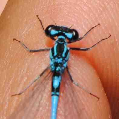 Coenagrion puella