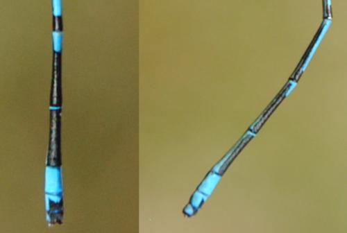 Coenagrion puella