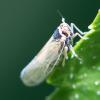 305858 – Photo : Didier Houbrechts – Belgique