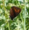 305276 – Photo : Philippe Fourtier – France (38)