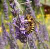 305614 – Photo : Genevieve BUXIN – France (31)