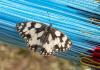305414 – Photo : lguez – France (91)
