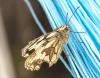 305415 – Photo : lguez – France (91)