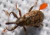 305576 – Photo : Christian Berquer – France (50)