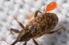 305577 – Photo : Christian Berquer – France (50)