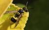 305795 – Photo : Jean-Sébastien Carteron – France (67)