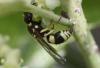 305796 – Photo : Jean-Sébastien Carteron – France (67)