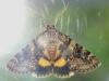 305946 – Photo : Jean-Jacques PORTENEUVE – France (83)
