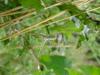 305483 – Photo : Centelles – France (32)