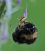 305970 – Photo : Oryctes – France (59)