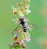 305185 – Photo : Oryctes – France (59)