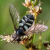 305478 – Photo : Chantal GAULIER – France (88)