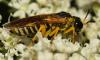 305490 – Photo : Christine DEVILLERS – Belgique