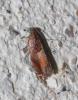 305298 – Photo : alain Roujas – France (31)