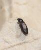 305301 – Photo : alain Roujas – France (31)