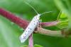 305420 – Photo : Jean-Claude Lablanquie – France (63)