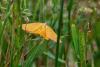 Lythria sp.