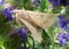 305830 – Photo : THIERRY MUNIER – France (95)