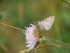 305001 – Photo : BourrinOman – France (05)