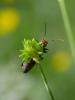 305145 – Photo : BourrinOman – France (05)