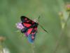 Zygaena sp.
