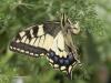 305111 – Photo : Alain Gérard – France (66)