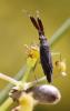 305513 – Photo : Bernard Mallet – France (95)