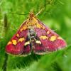 305348 – Photo : Cédric Mondy – France (56)
