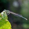 305868 – Photo : Cédric Mondy – France (94)