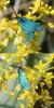 305275 – Photo : Philippe Fourtier – France (38)