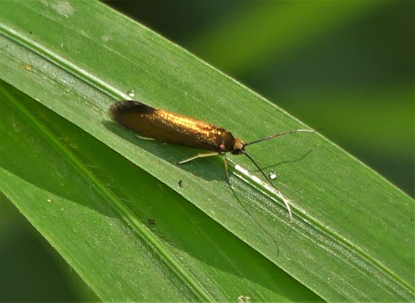 Sandor31 - Roeslerstammia erxlebella - réf. 305157 (1400 x 1024 pixels, 212 ko)