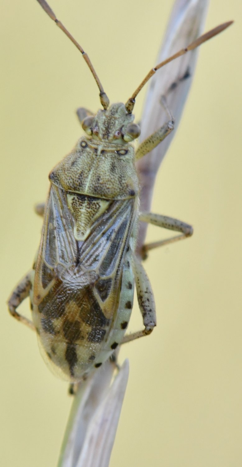Jean-Michel GAREL - Stictopleurus (abutilon-pictus) - réf. 305617 (778 x 1500 pixels, 101 ko)