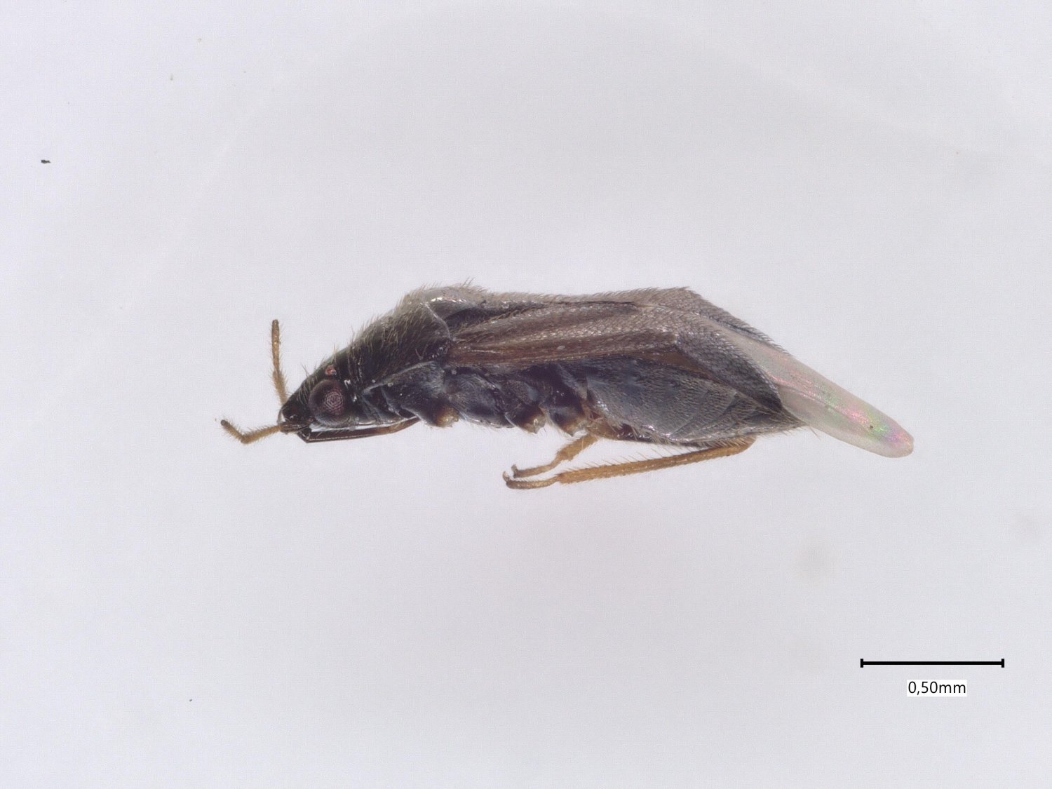 Anonyme - Orius sp. - réf. 305391 (1500 x 1125 pixels, 177 ko)