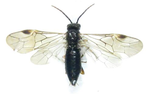 Euura sp.