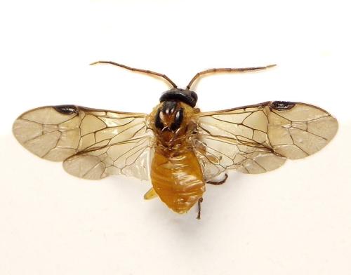 Euura ribesii