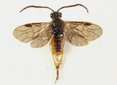 Réf. 306 535 : Euura ribesii