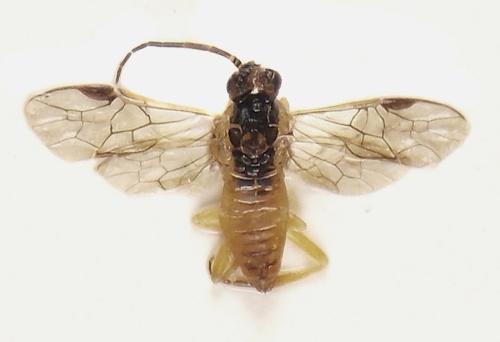 Réf. 306 547 : Euura melanocephala