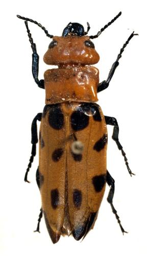 Réf. 306 909 : Cissites maculata