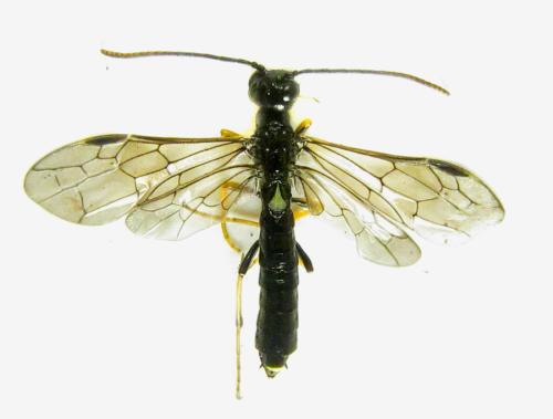 Réf. 306 195 : Cephus nigrinus