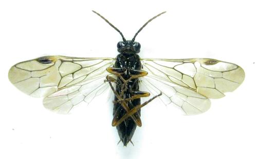 Réf. 306 369 : Euura sp.