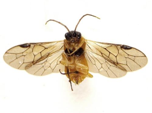 Euura ribesii