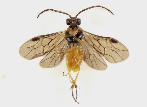Réf. 306 536 : Euura ribesii