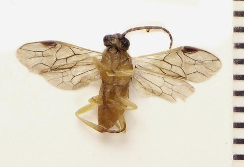 Réf. 306 548 : Euura melanocephala